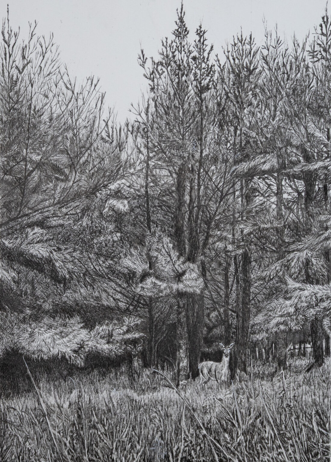 A drawing of a deer in the woods.
