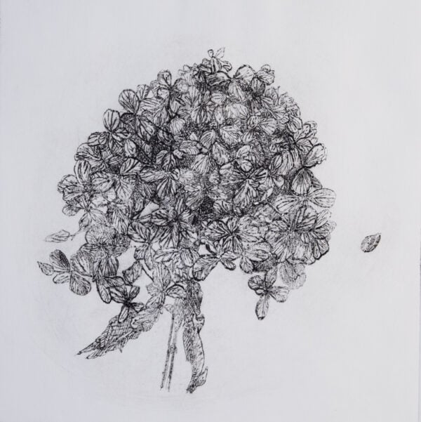 Art print of a Hydrangea flower.