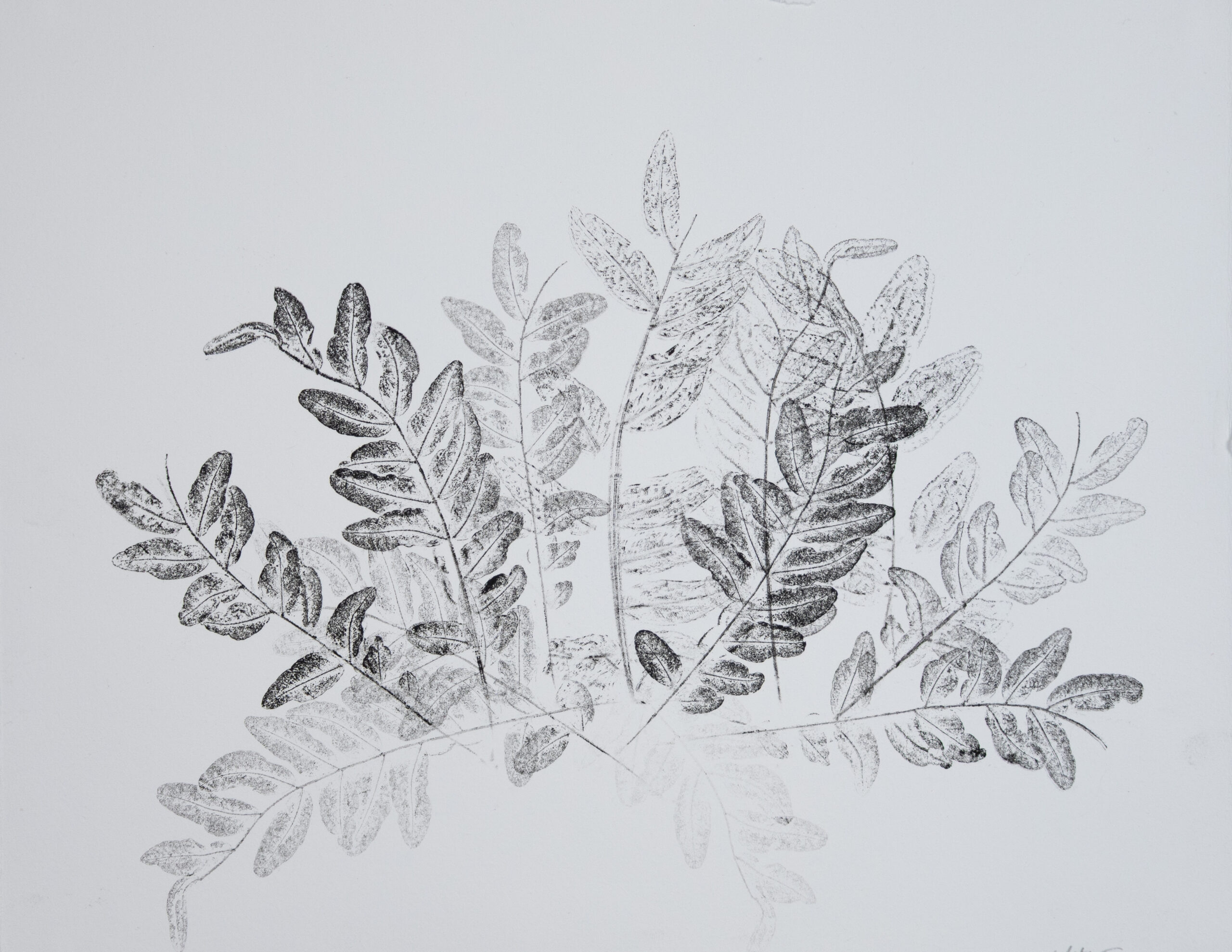 Art print showing multiple stems of Honey Locust.