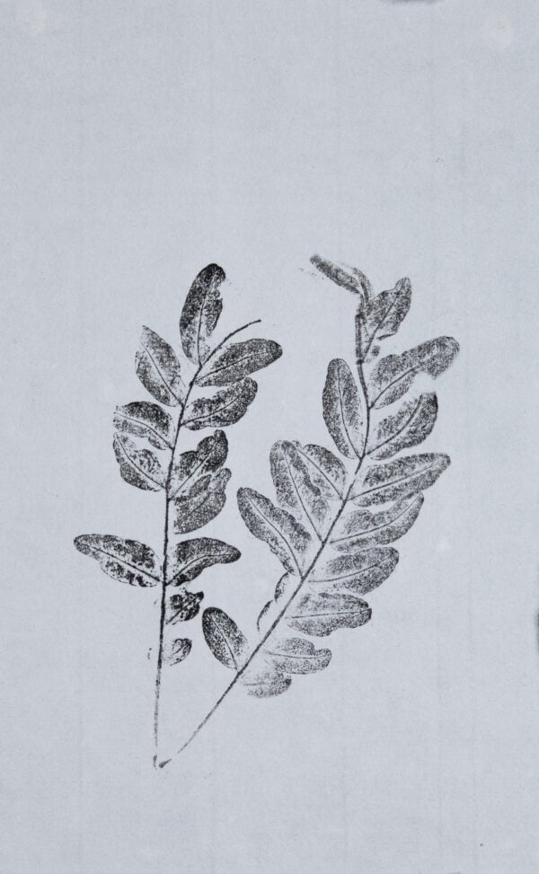 Honey Locust Art Print 1