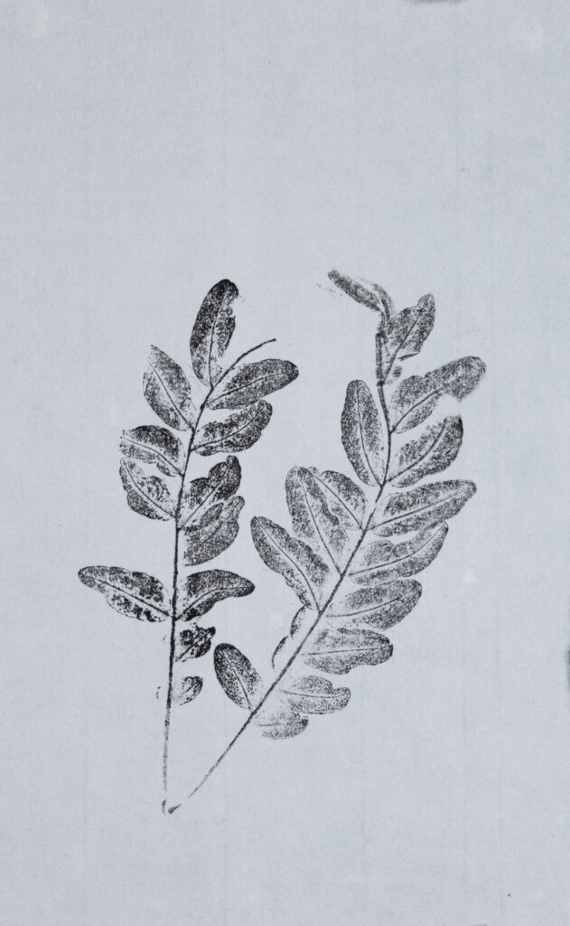 Honey Locust Art Print 1