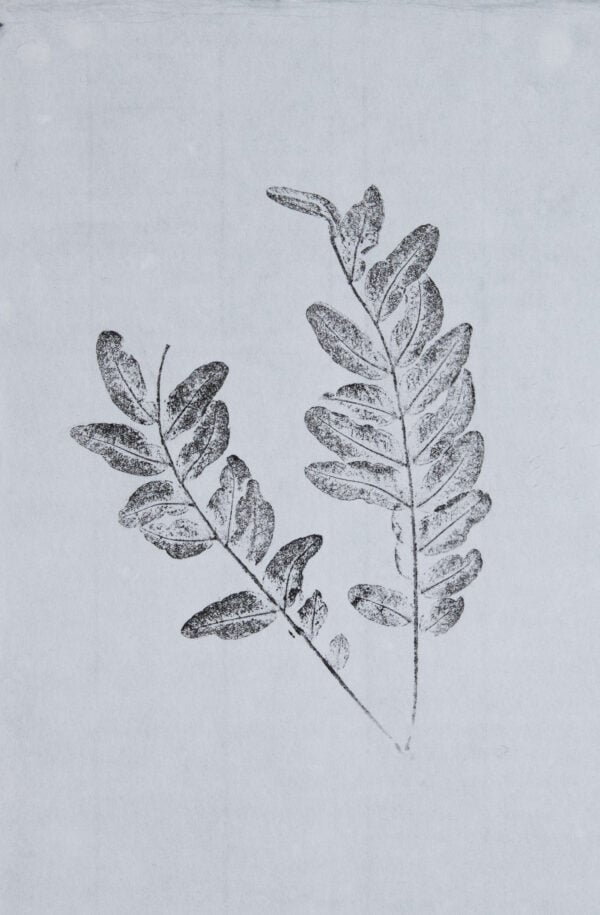 Honey Locust Art Print #2