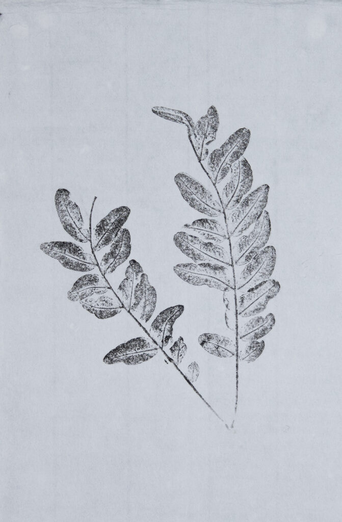 Honey Locust Art Print #2