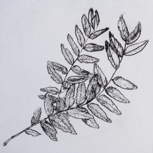 Ink print of two Honey Locust stems.