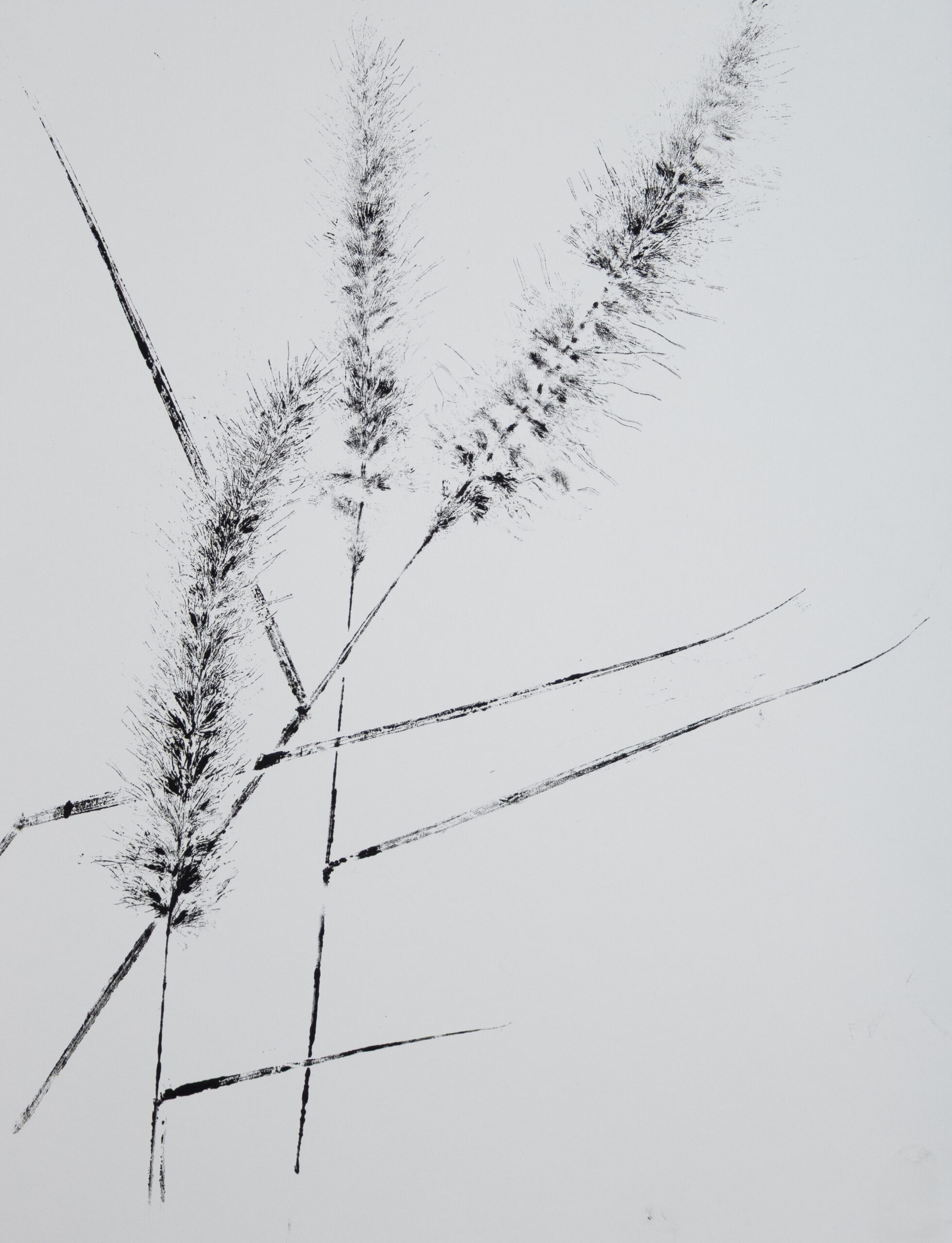 Print of two stalks of wild grass.