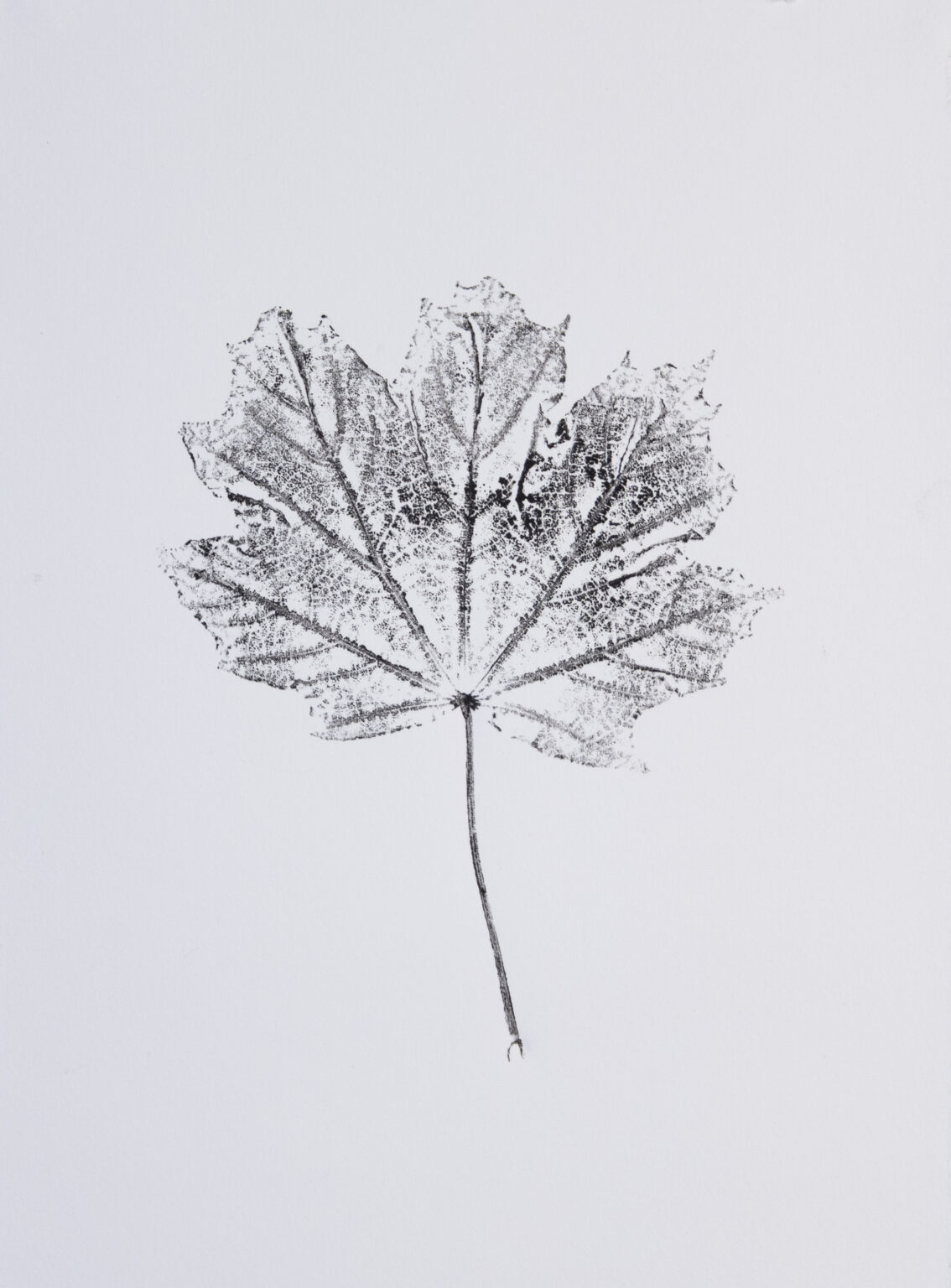 An ink print of a Maple leaf.