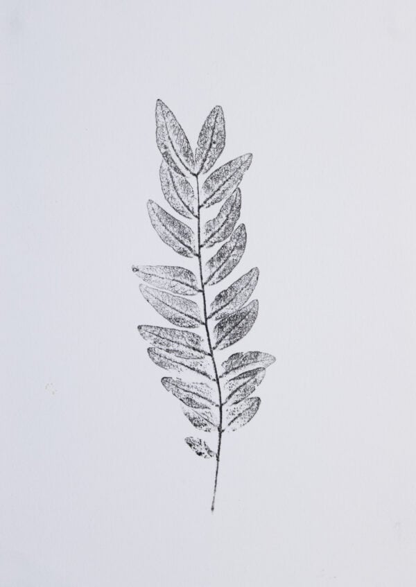 A print of a single honey locust stem.