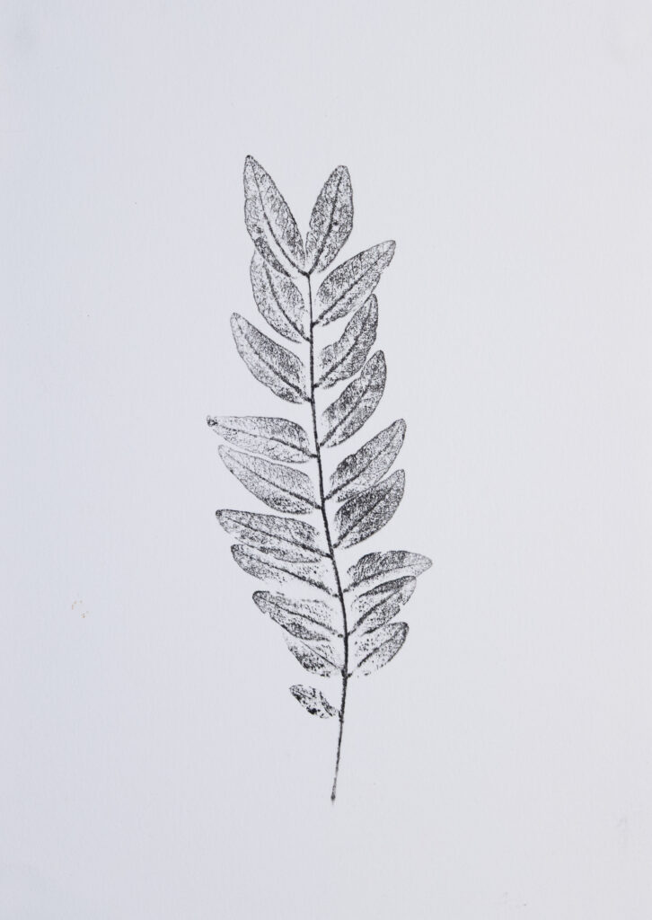 A print of a single honey locust stem.