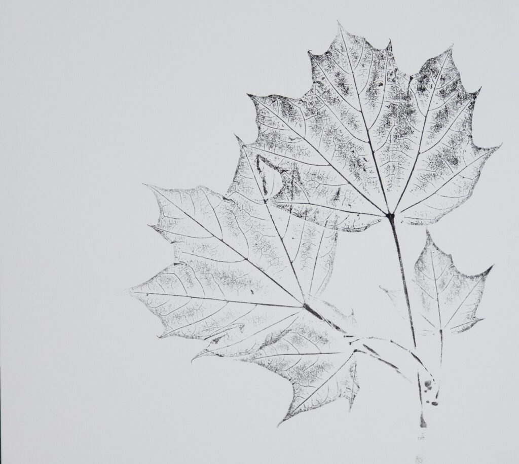 A monotype print of a cluster of maple leaves.