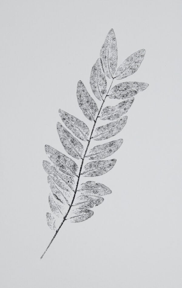 An ink print of a single honey locust stem.
