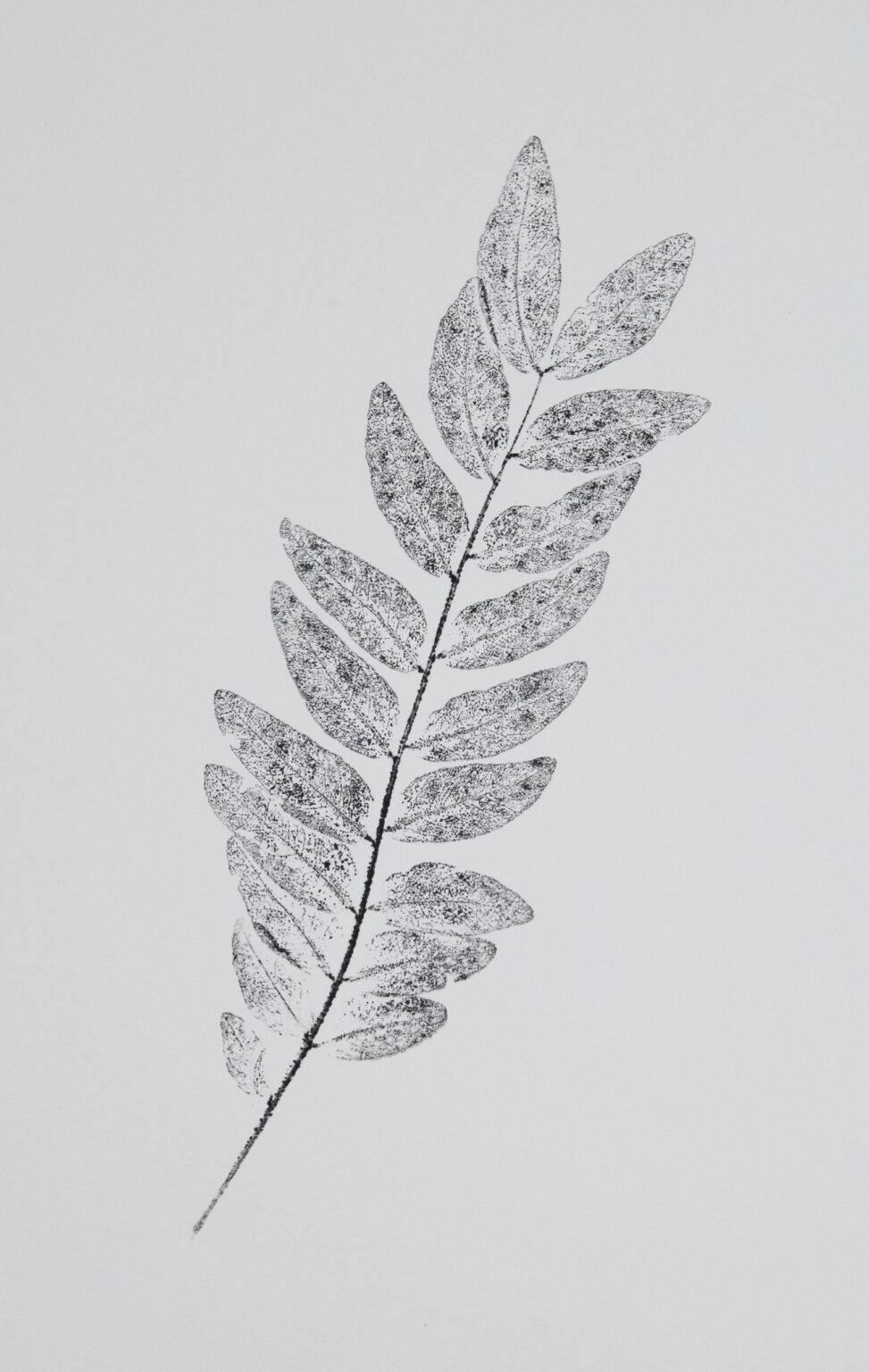 An ink print of a single honey locust stem.