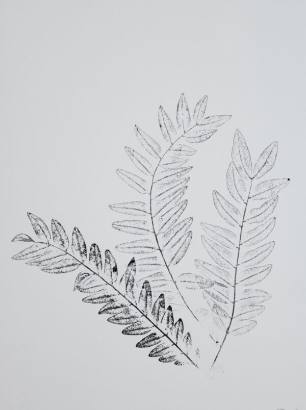 Art print of three honey locust stems.