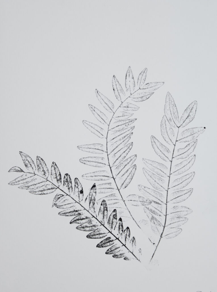 Art print of three honey locust stems.